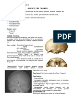  Anatomia Huesos Cráneo y Cara 