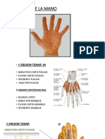 Musculos de La Mano. JJ