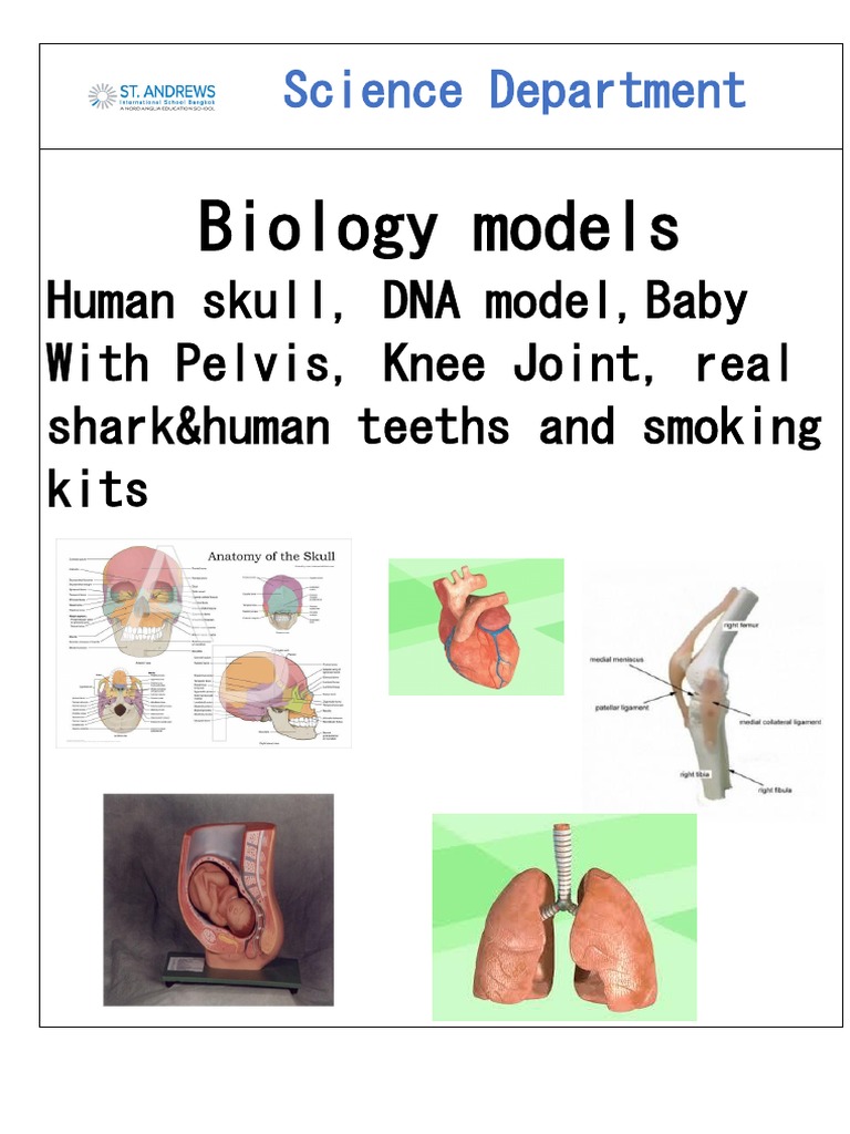 Biology Models Human Skull, DNA Model, Baby With Pelvis, Knee Joint