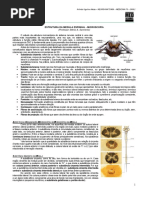 NEUROANATOMIA 03 - Microscopia da Medula Espinhal - MED RESUMOS 2012.pdf