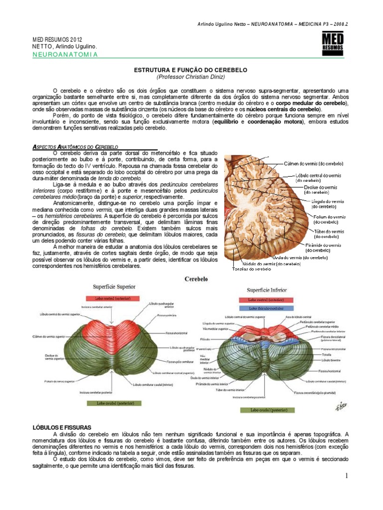 Estrutura e Função do Cerebelo: Uma Análise Detalhada da Anatomia ...