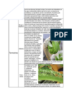 Evolución de los tipos de plantas