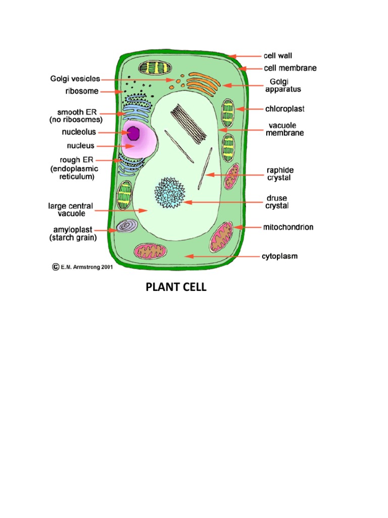 Plant Cell Cell Biology Cell Membrane