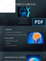 cerebro y lobulos