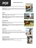 Animales Nativos Del La Costa Peruana | Ave marina | Aves