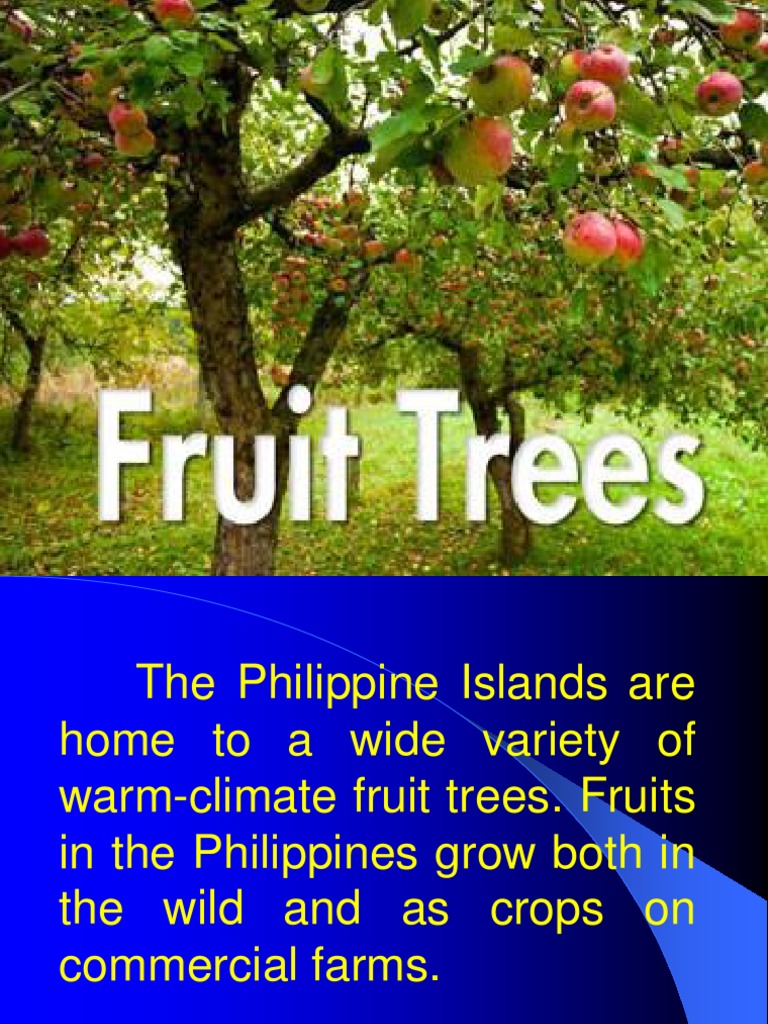 Fruit Bearing Trees PDF Philippines Mango