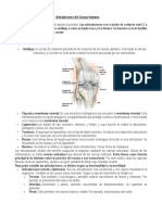 Articulaciones Del Cuerpo Humano