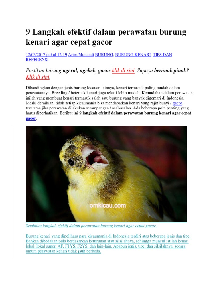 Kenari seri Af gacoran warna kuning extrajoss lokasi natar, image size:768x1024