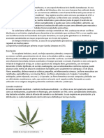 Cannabis sativa, de la fibra a la marihuana