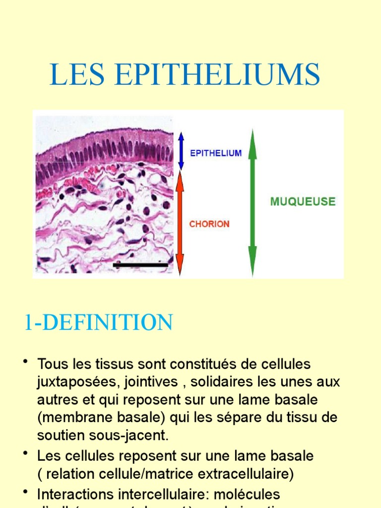 Les Épithéliums Définition et Types PDF Épithélium Glande surrénale — free download