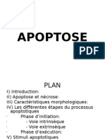 Apoptose