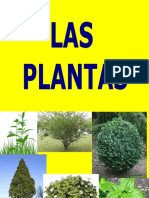 02 Plantas