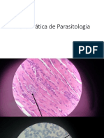 Prova Prática de Parasitologia