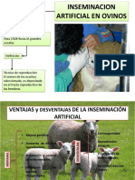 Inseminacion Artificial en Ovinos