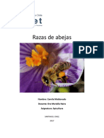 Razas de Abejas