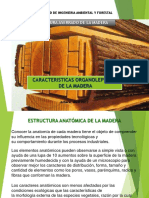 Características Organolépticas de La Madera