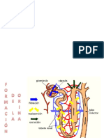 Formacion de La Orina Fisiologia