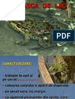 Ciclul de Viata La Broasca de Lac