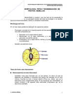 FUNCIONES, MORFOLOGÍA, TIPOS Y DISEMINACIÓN DE FRUTOS.pdf