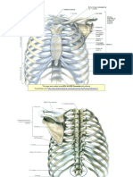 Anatomia Do Torax