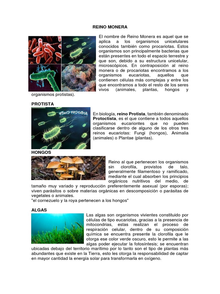 Clasificación de Organismos: Monera y Eucariotas | PDF | Plantas |  Eucariotas