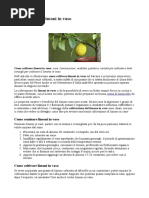 Come Coltivare Limoni in Vaso
