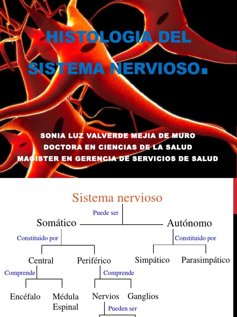 Histología del Sistema Nervioso: Neuronas y Funciones | PDF | Sinapsis ...