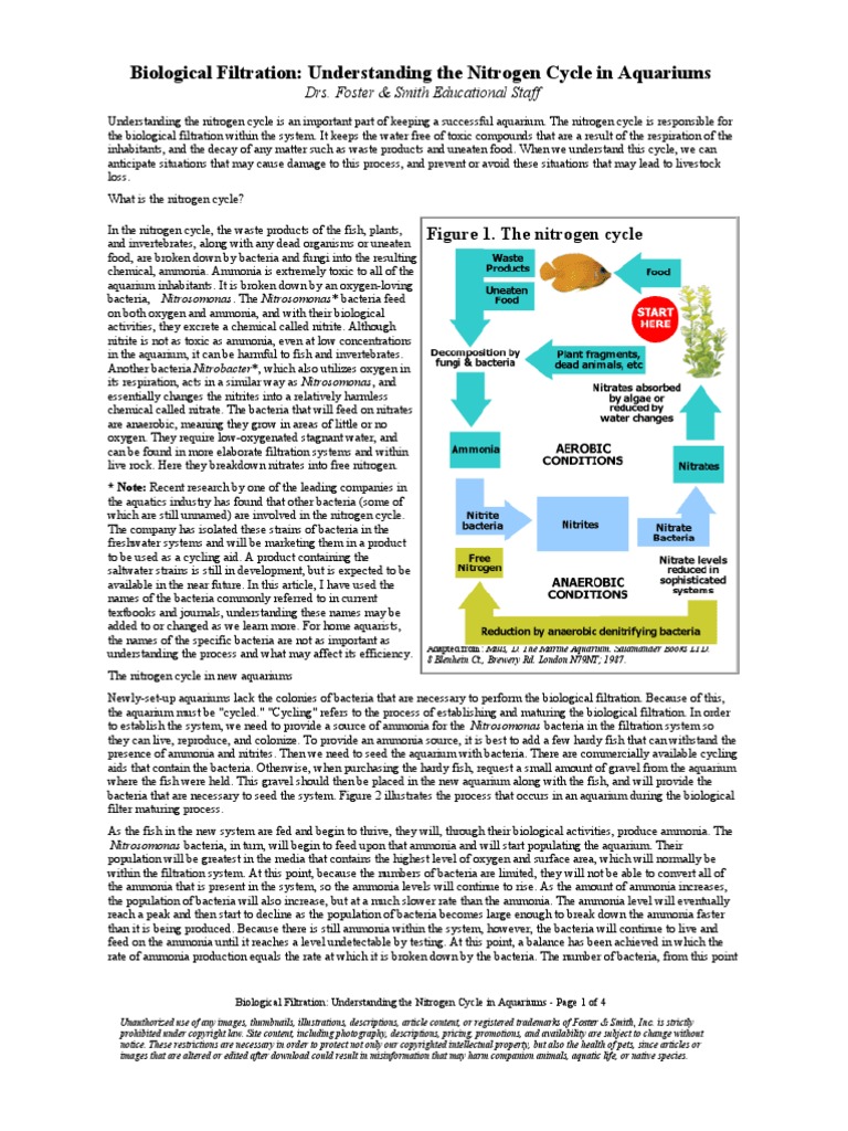 Biological Filtration: Understanding The Nitrogen Cycle in Aquariums ...