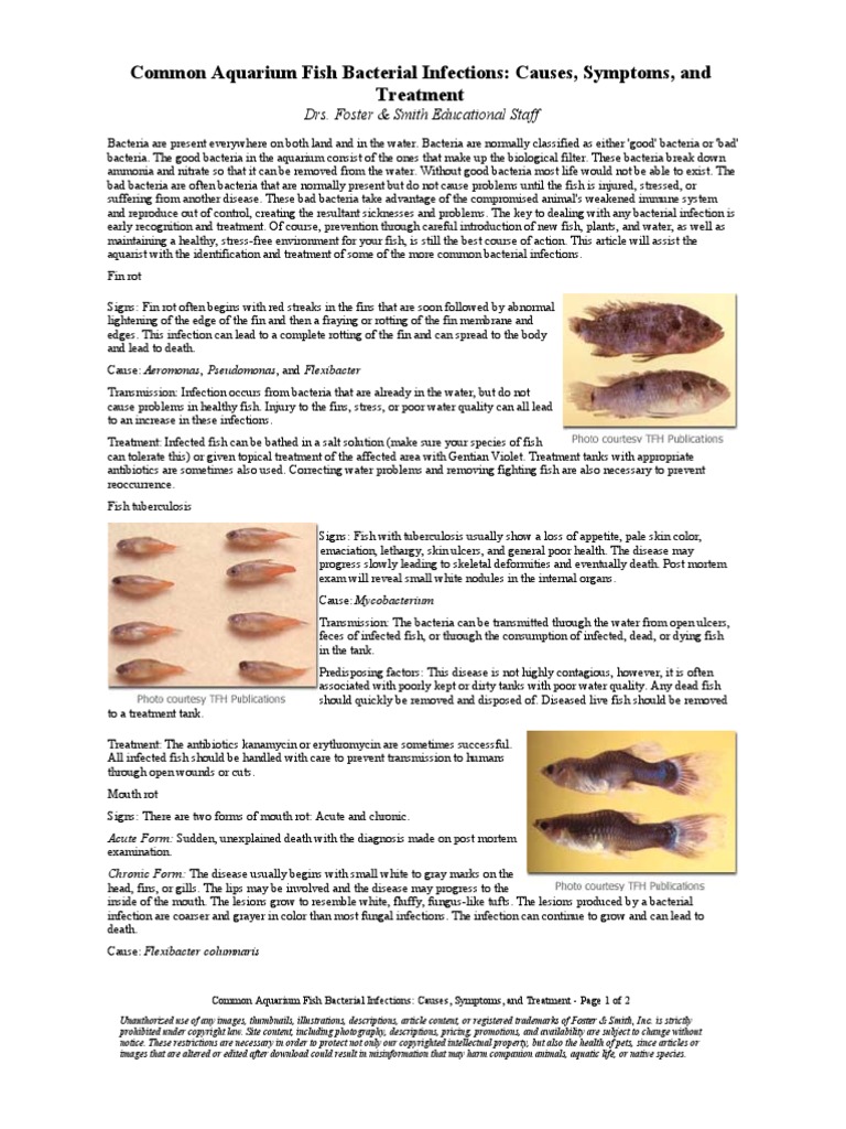 common_aquarium_fish_bacterial_infections__causes__symptoms__and