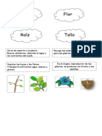 Las Partes de Las Plantas y Sus Funciones