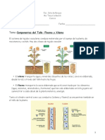 Componentes Del Tallo - Xilema y Floema