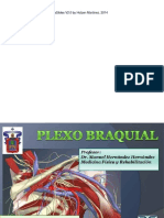 Plexo Braquial Completo