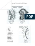 Zonas Auriculares