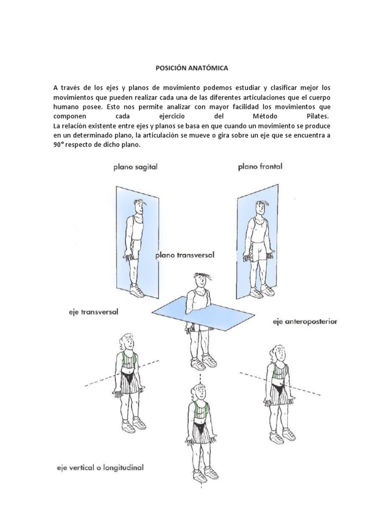Posición Anatómica Términos anatómicos de ubicación
