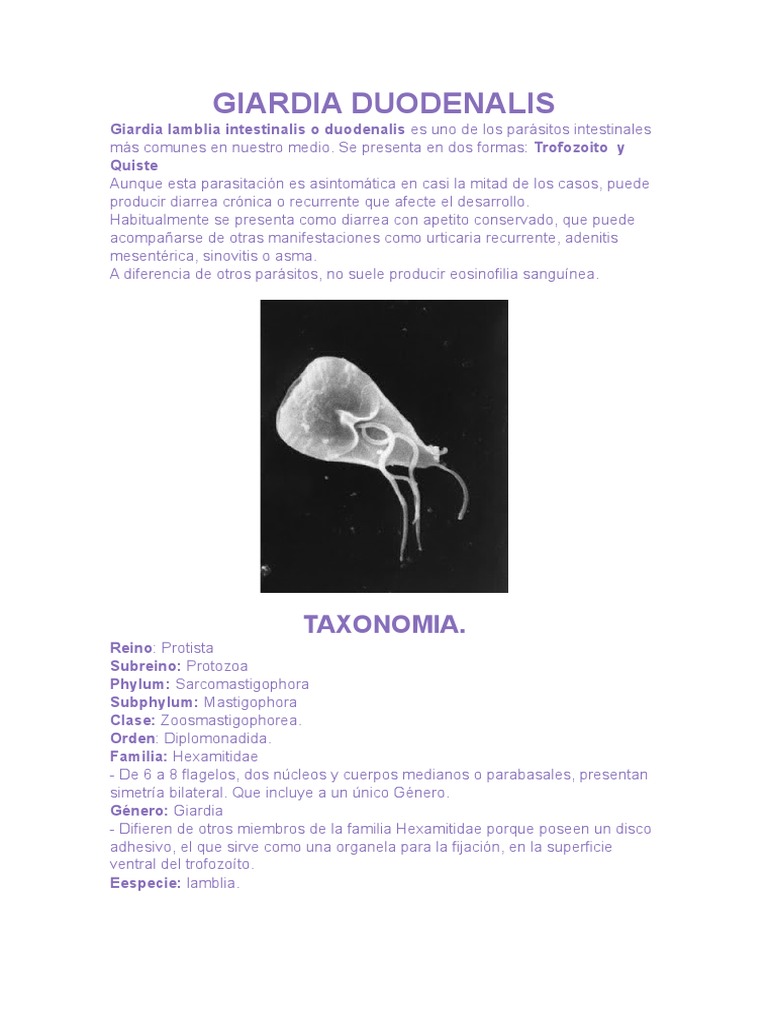 Giardia lamblia: Parásito Intestinal Común | PDF | Diarrea | Heces