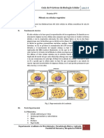 Práctica Nº 9 Biol Celular 2017