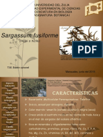 Sargassum Fusiforme