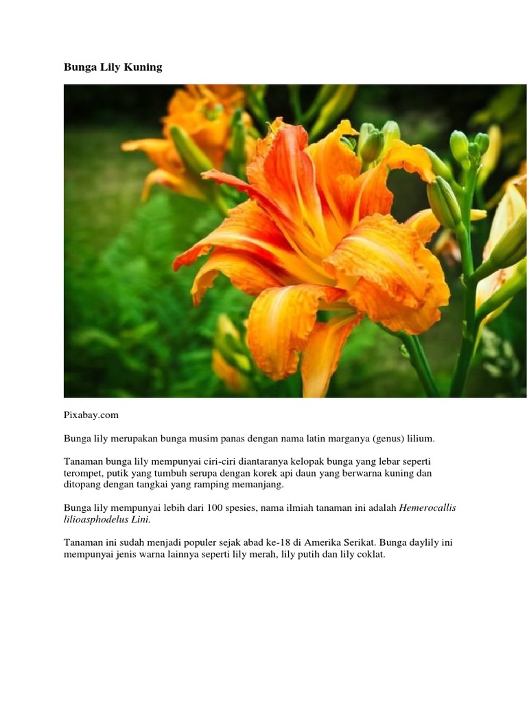  Gambar Bunga Lily Kuning  Gambar  Bunga 