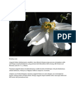 Anggrek Bulan (Phalaenopsis Amabilis)