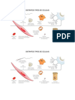 Distintos Tipos de Celulas