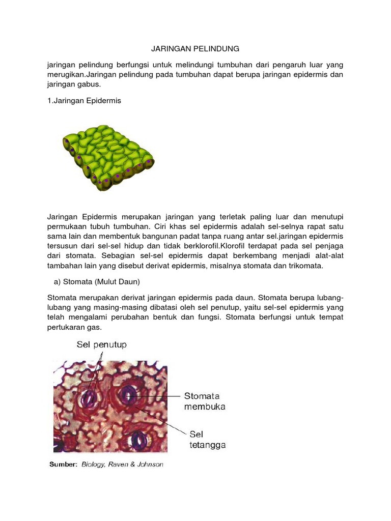 Jaringan Pelindung Pdf