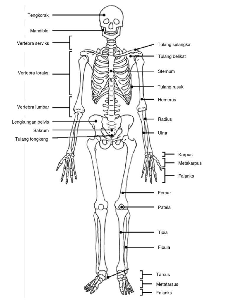 Minggu 3 Gambar Sistem Rangka Manusia Pdf