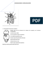 Taller de Biologia Grados 7 Sistema Circulatorio