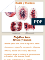 documents_genetica_gen_tema-3-mitosis-y-meiosis201334-1839.pdf
