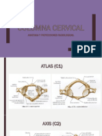 Columna Cervical