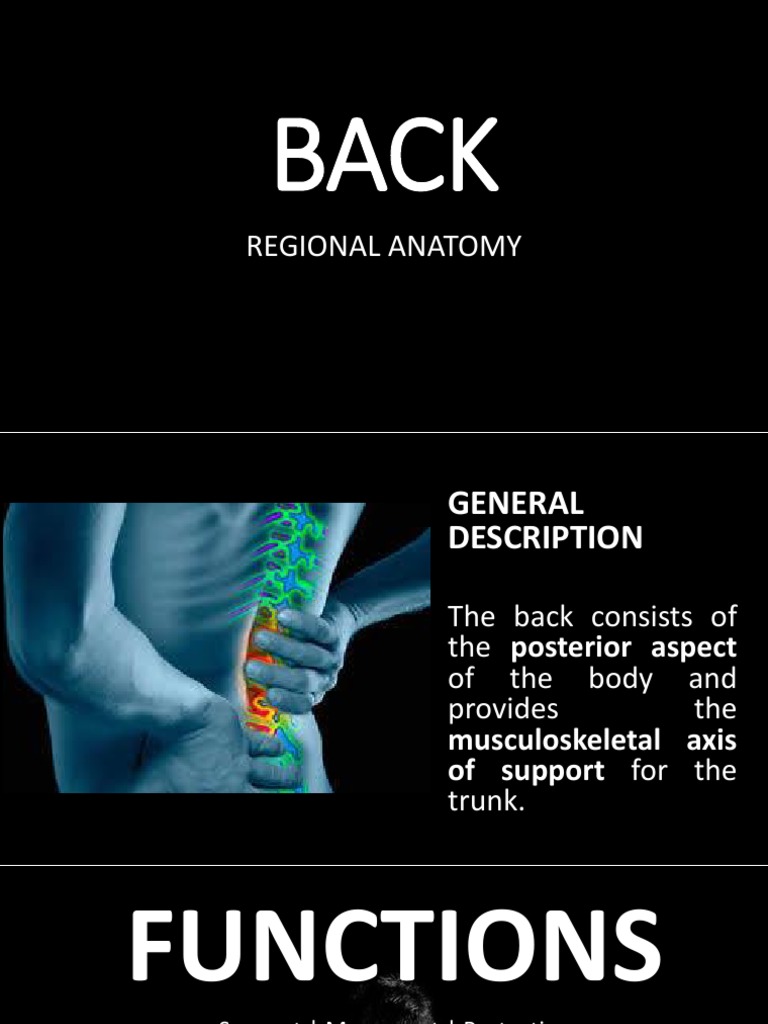 Anatomy and Functions of the Back | PDF