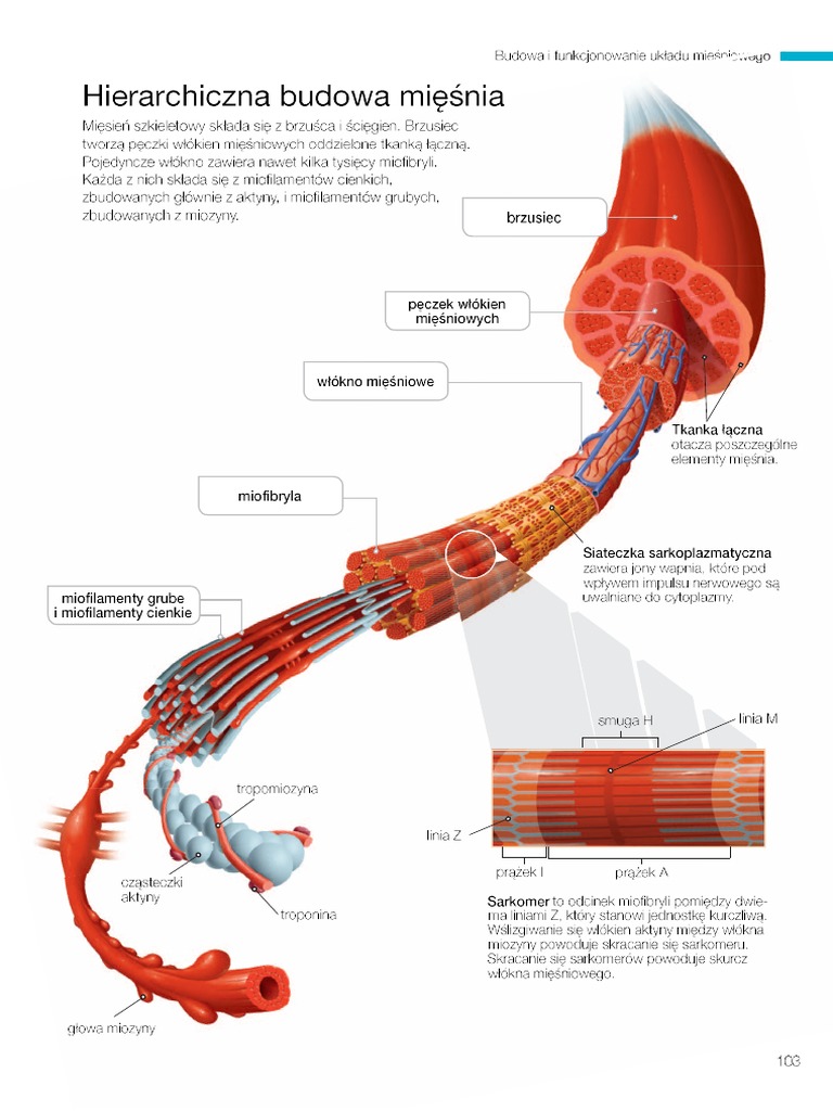 Ocen Prawdziwosc Stwierdzen Dotyczacych Budowy Miesnia Szkieletowego Hierarchiczna budowa mięśnia