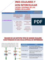 Uniones Celulares 2010