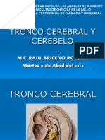 2da Clase Tronco Cerebral y Cerebelo