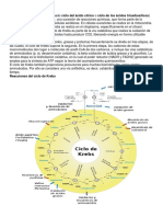 Ciclo de Krebs